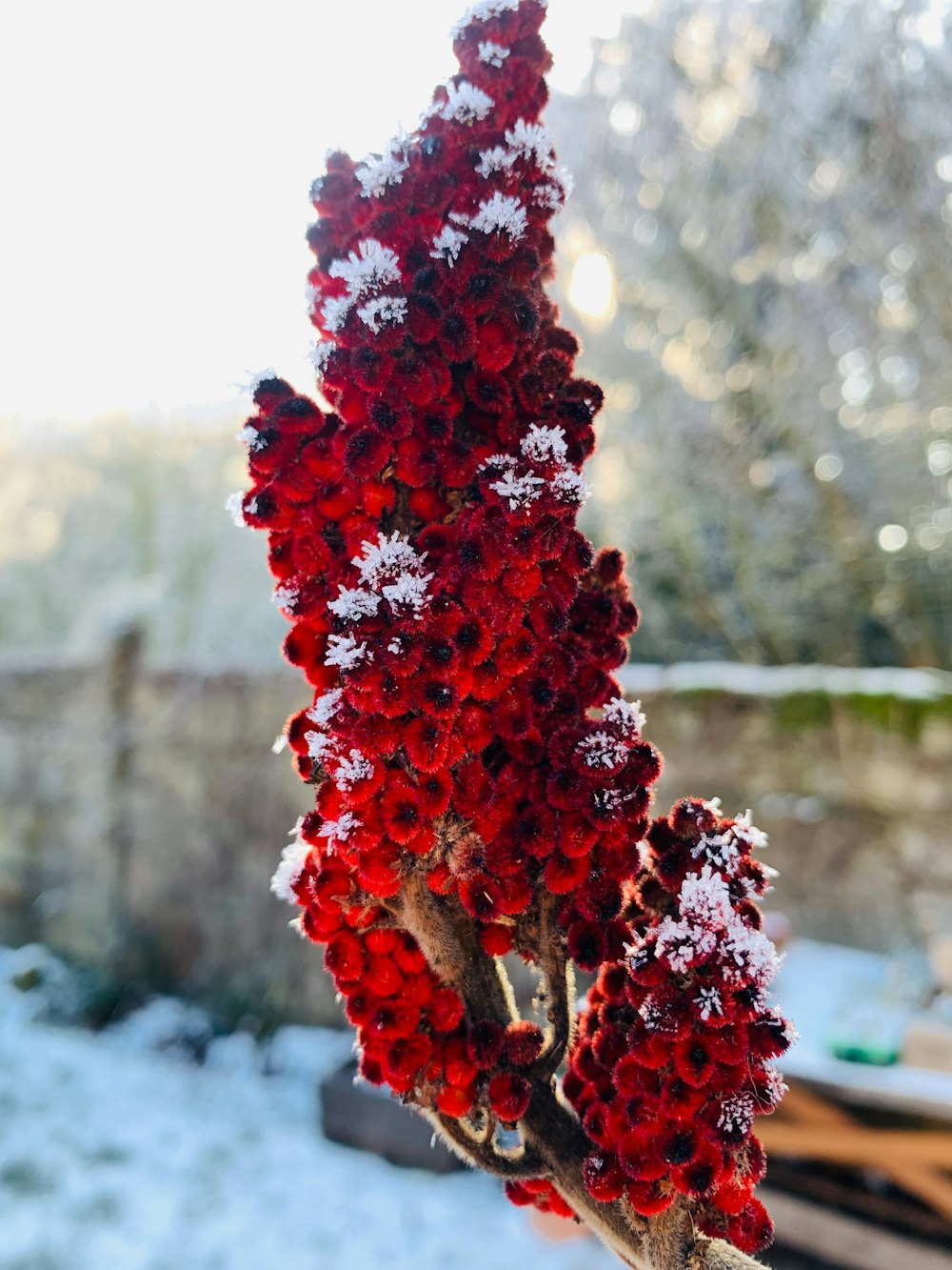 a red flower with snow on the ground