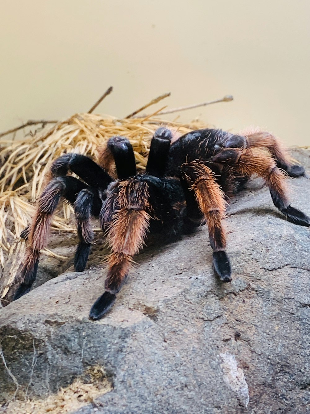 a close up of a spider on a rock