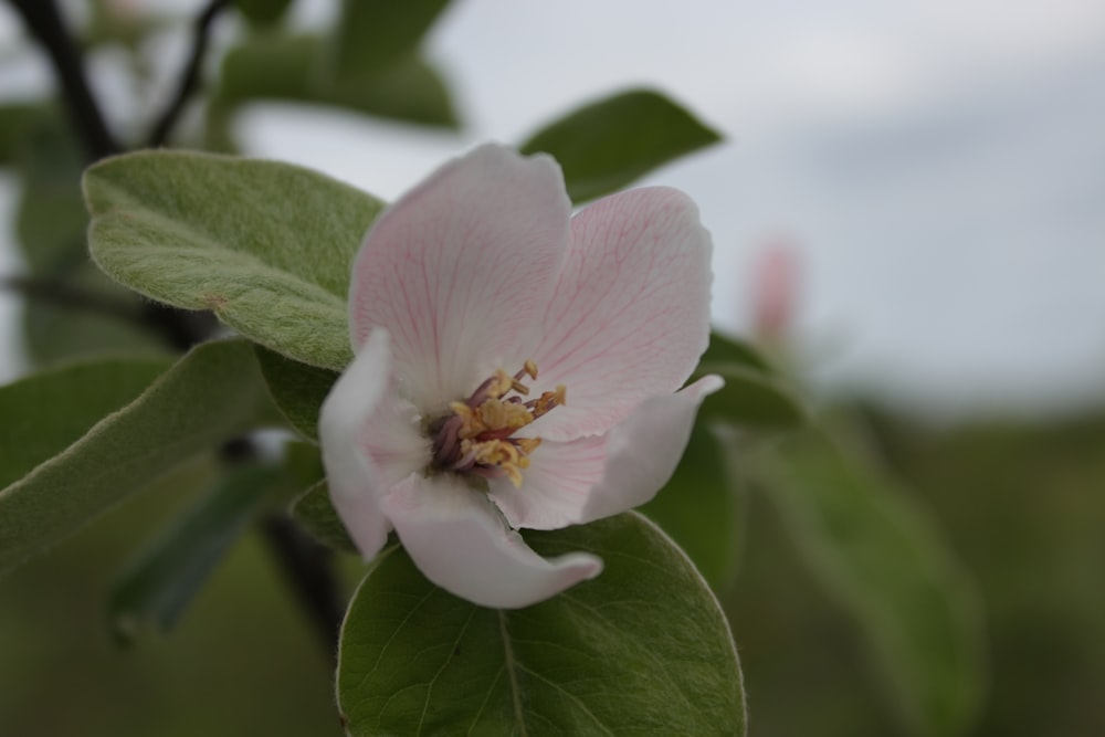 a close up of a flower on a tree