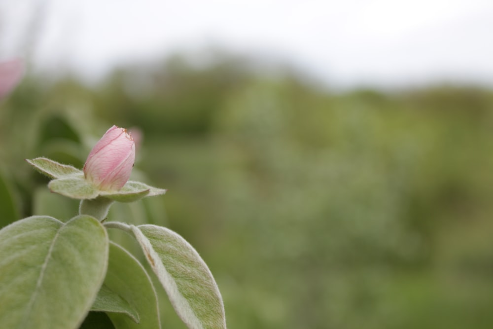 a pink flower with green leaves in the foreground