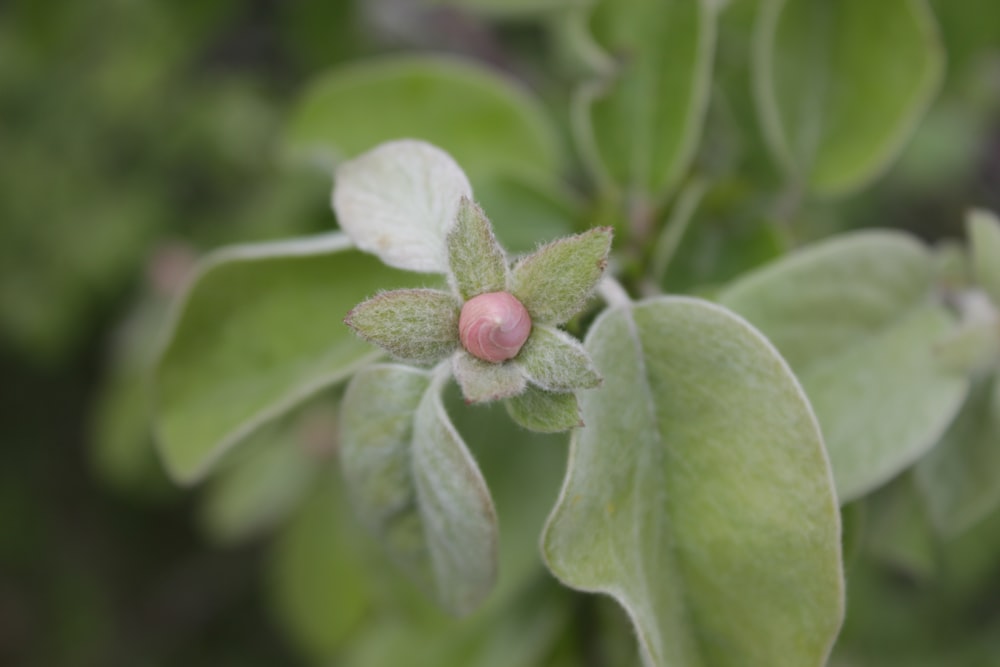 a close up of a green leaf with a pink flower