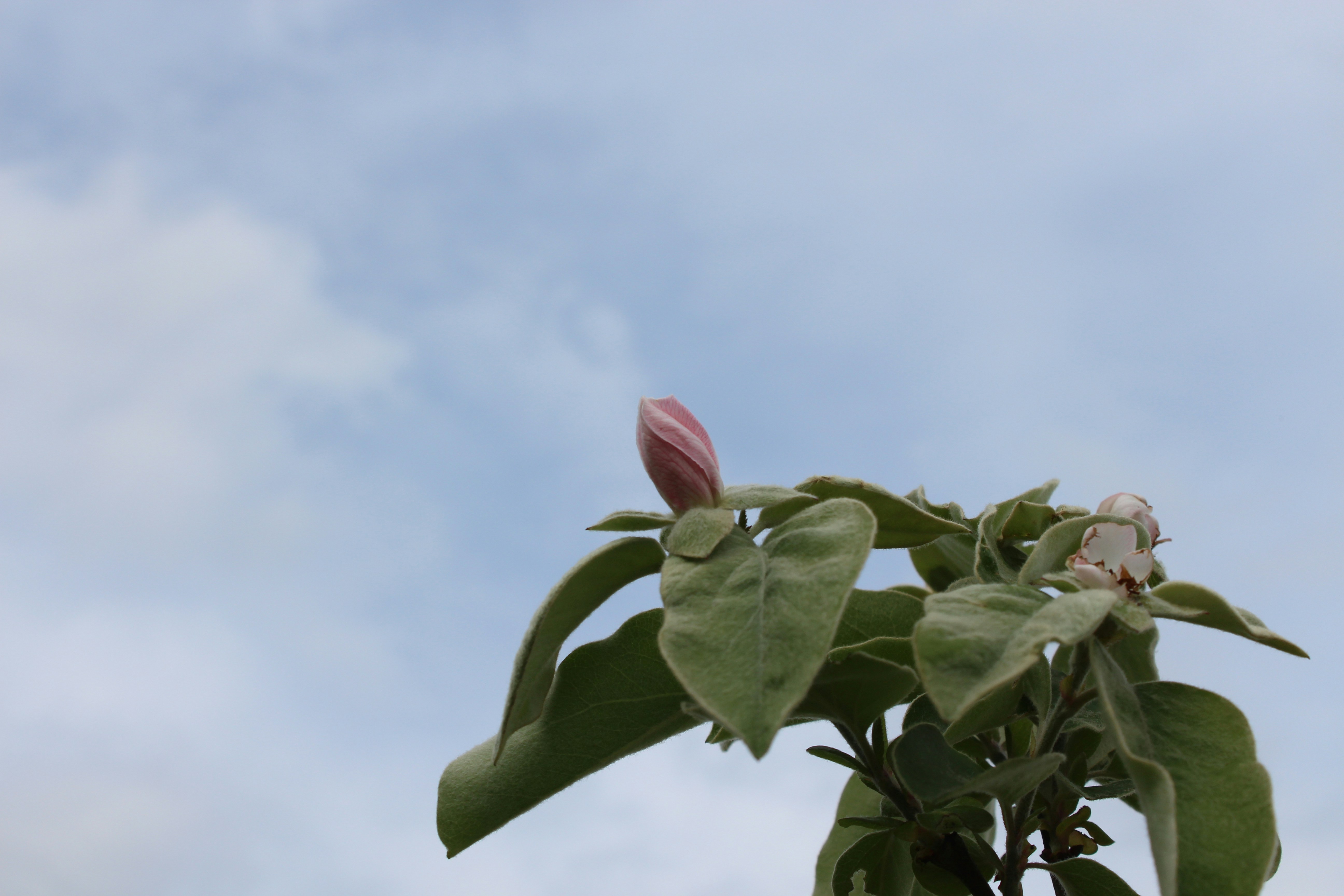 un fiore rosa sta sbocciando su un ramo d'albero