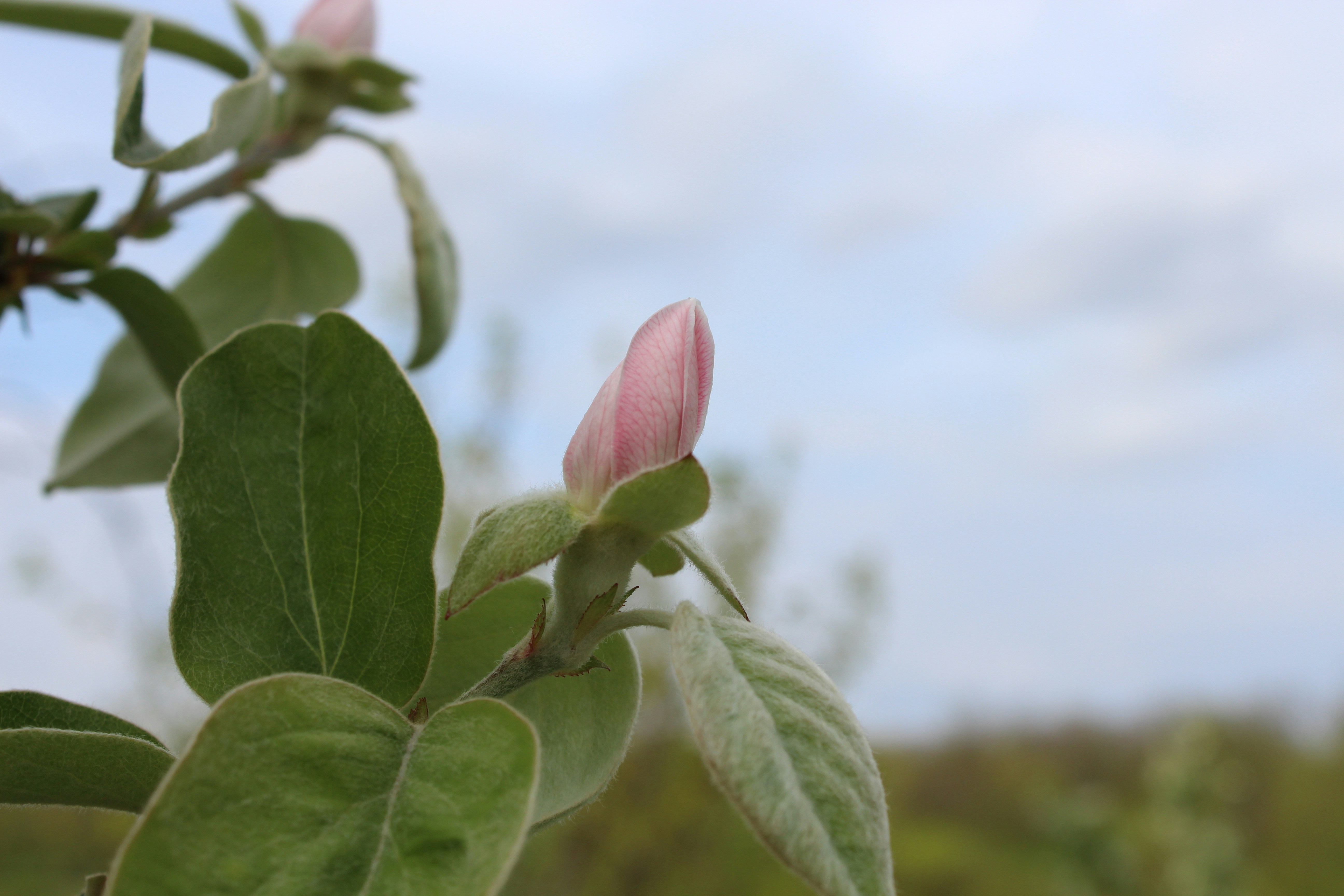 a close up of a flower on a tree branch