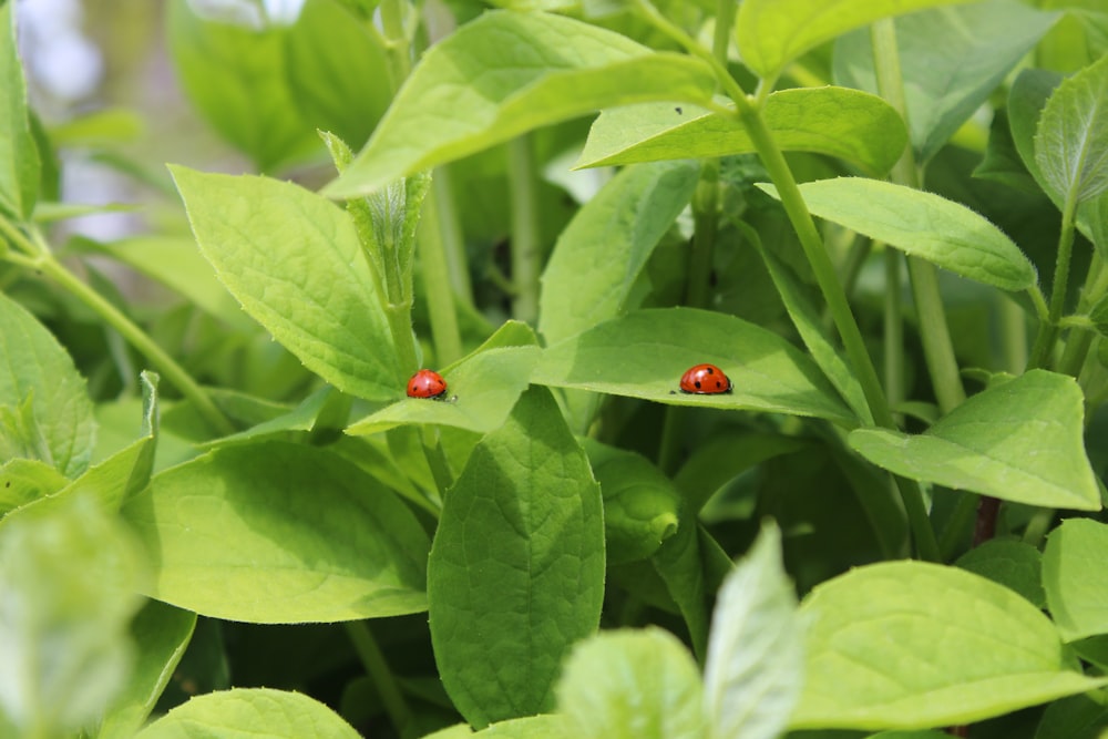 a couple of red bugs sitting on top of a green plant