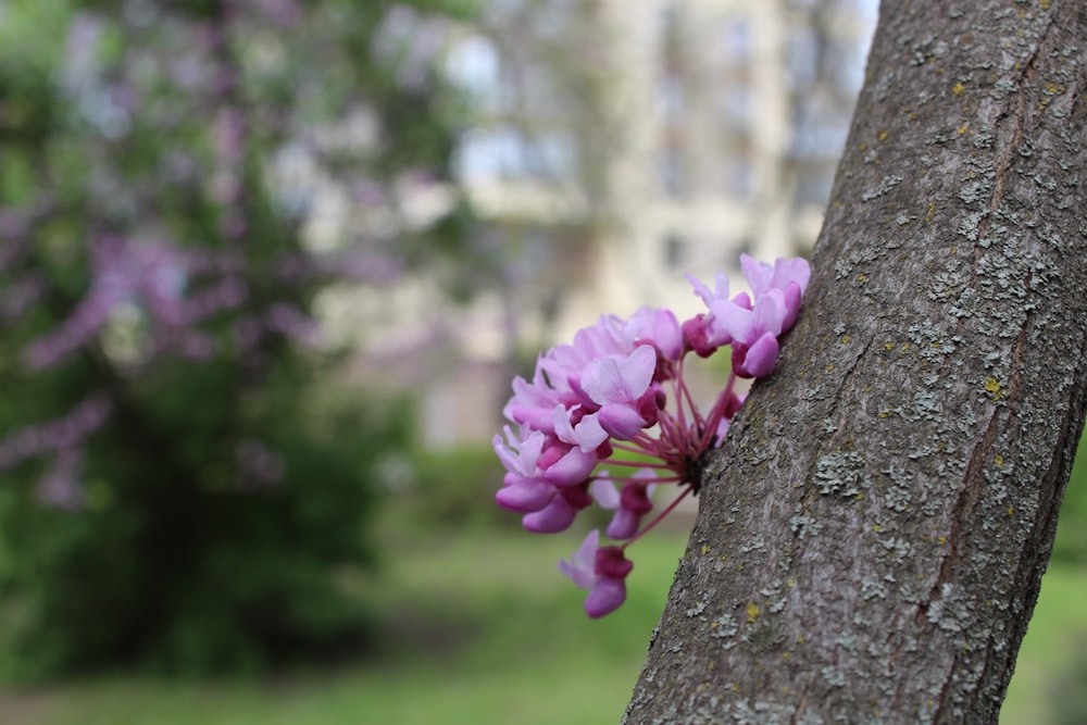 a purple flower is growing on the side of a tree