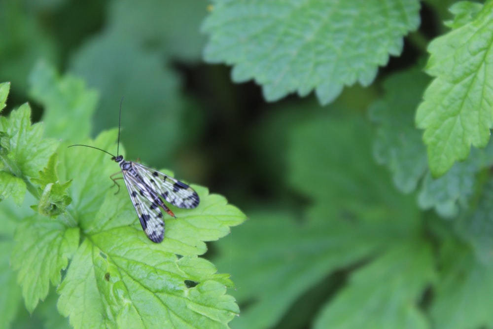 a close up of a small insect on a leaf