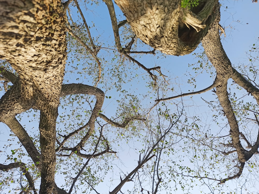 looking up at the branches of a tree