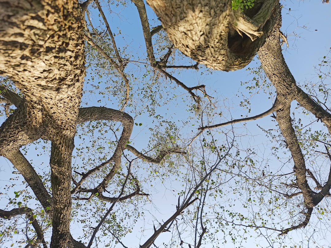 looking up at the branches of a tree, Reversed tree image captured by Redmi Note 8 Pro