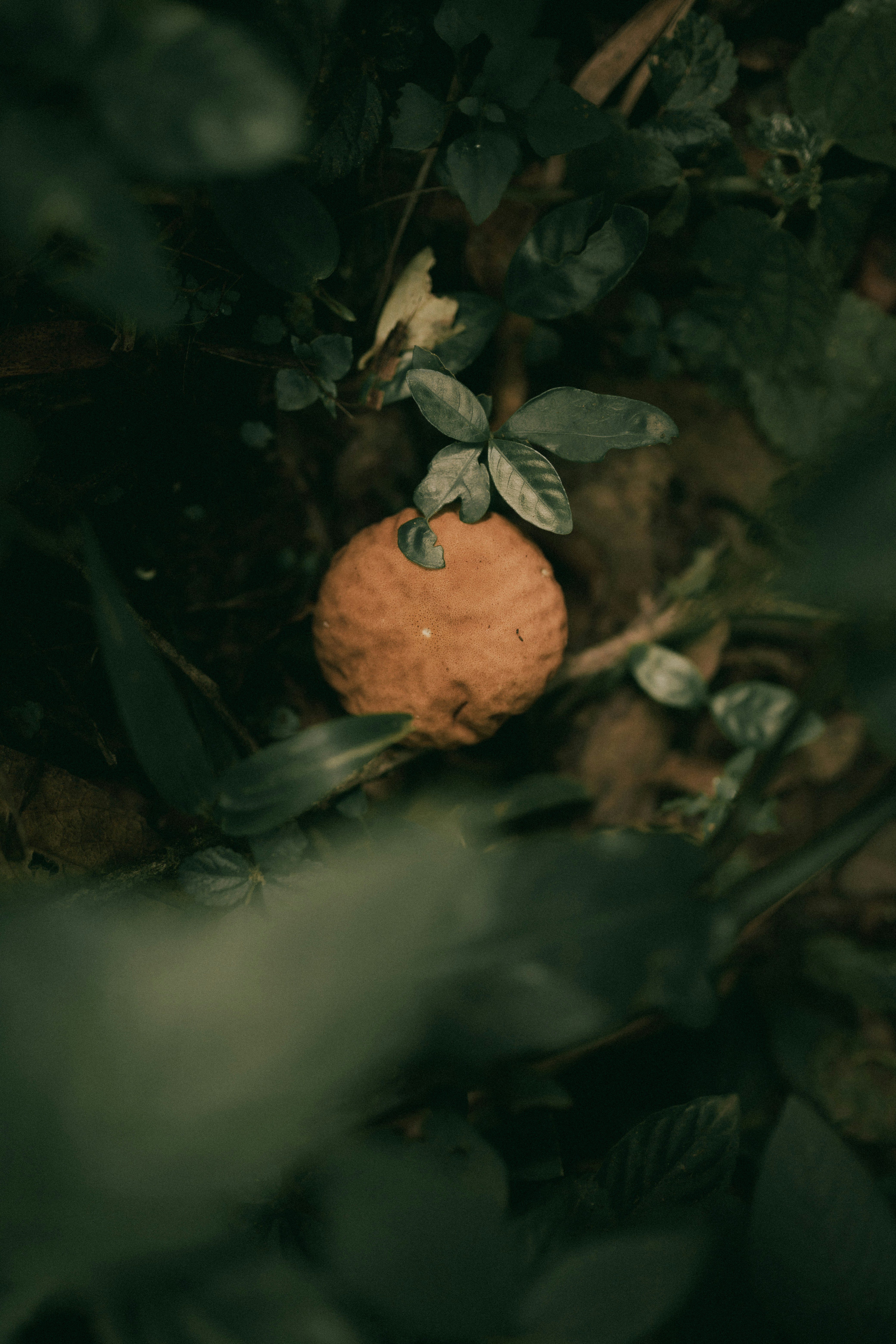 Photo by alexandermassph