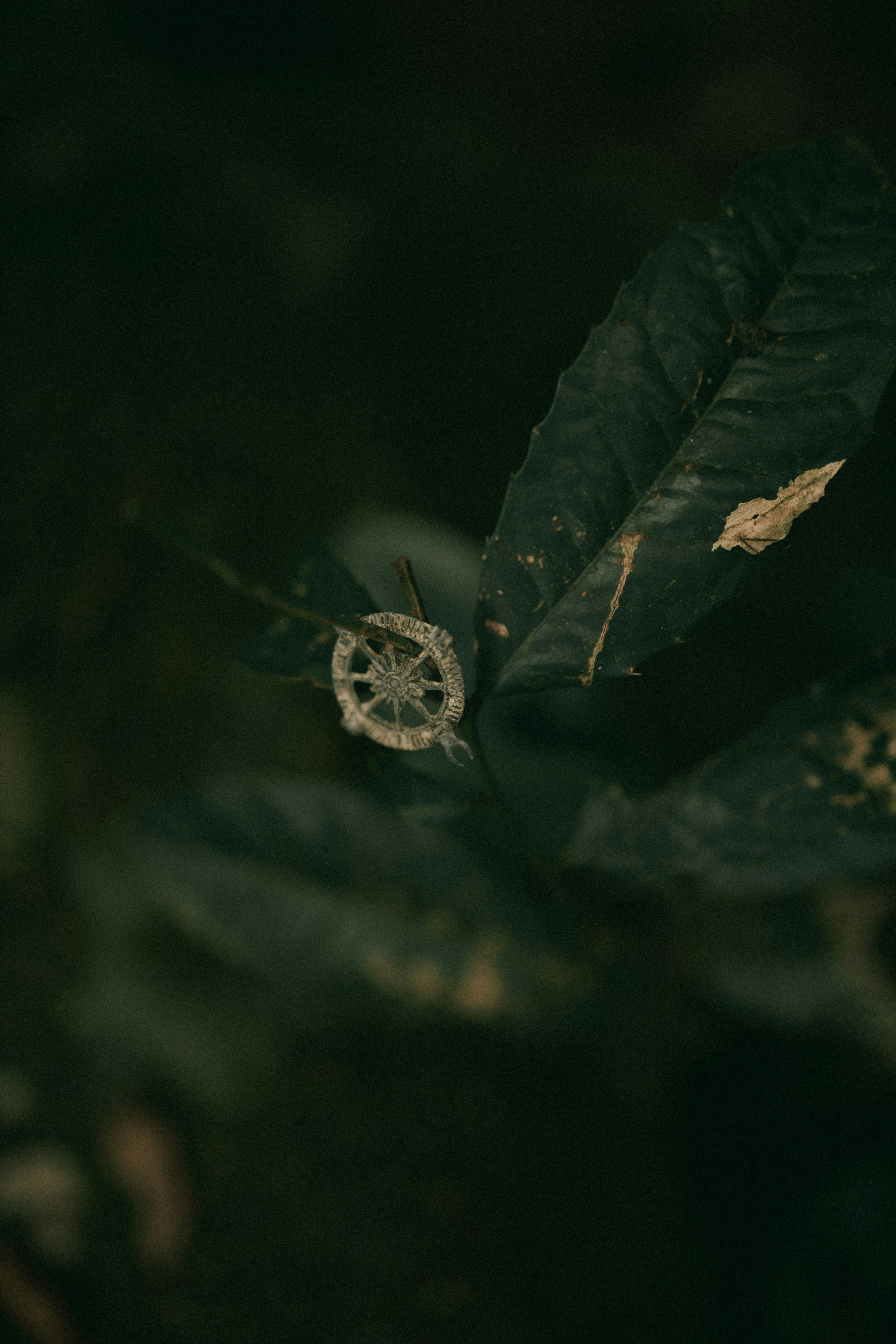 Photo by alexandermassph