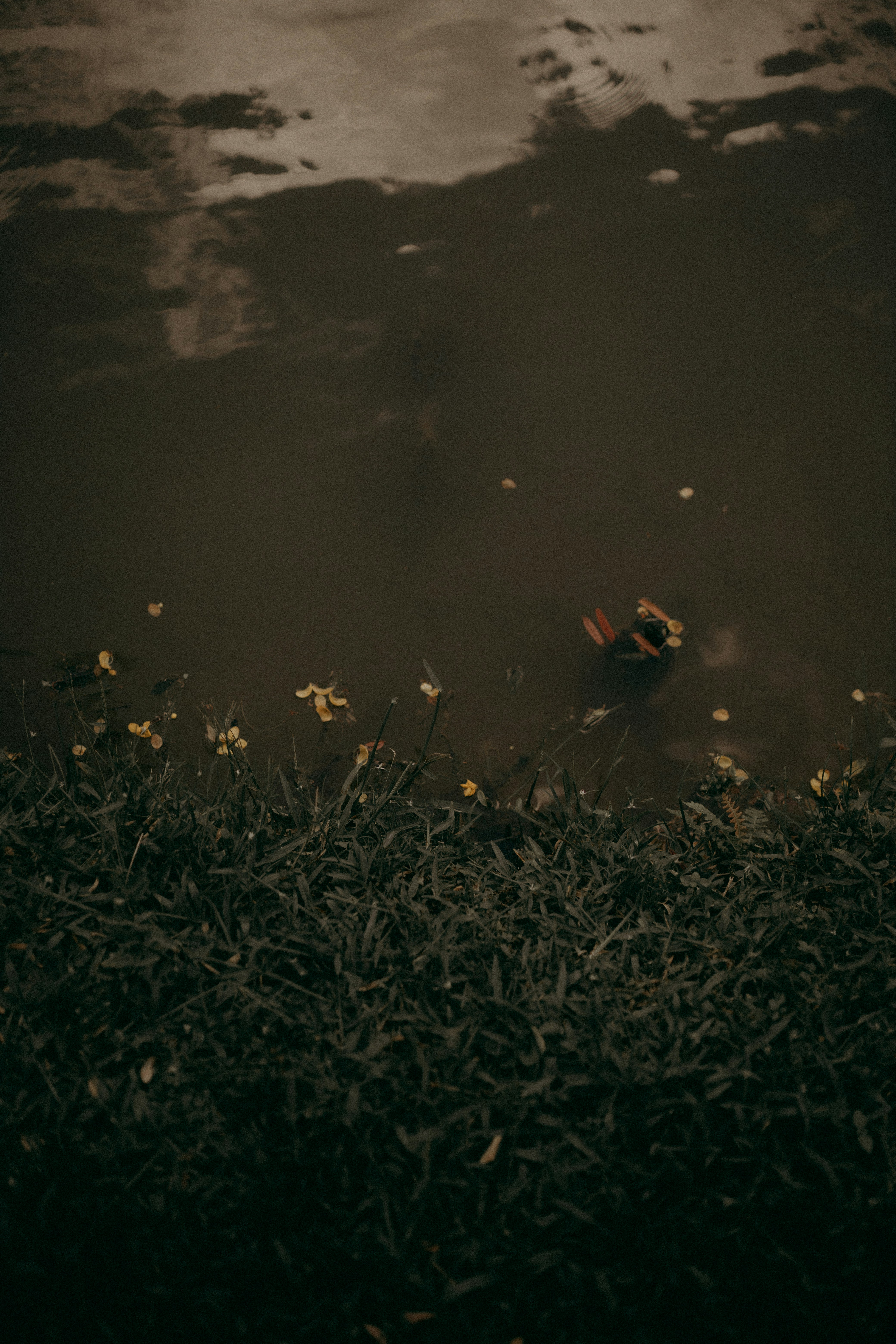 Photo by alexandermassph