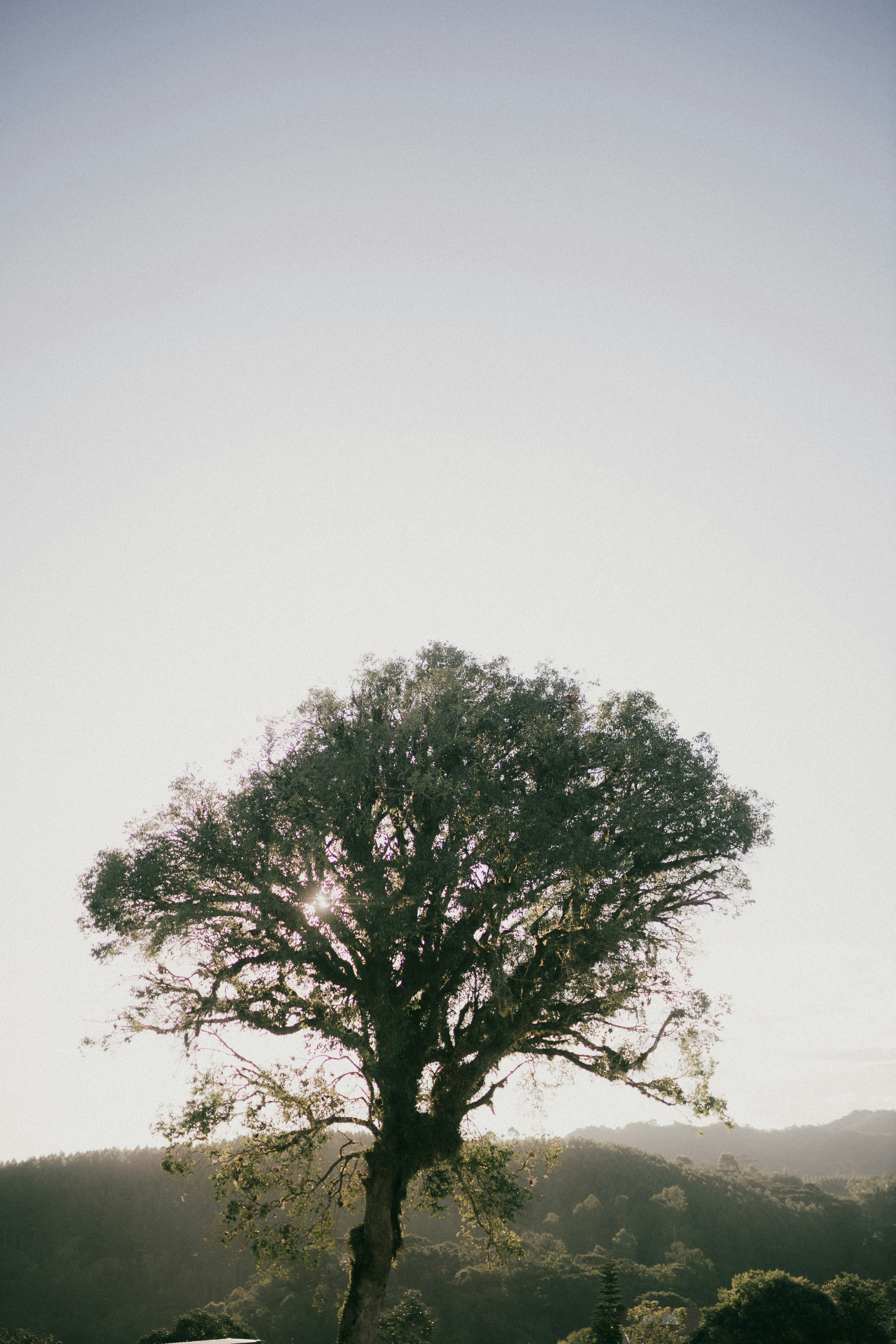 Photo by alexandermassph