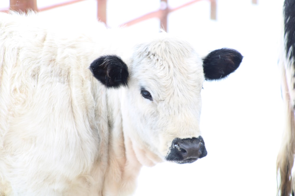 a close up of a cow in a fenced in area