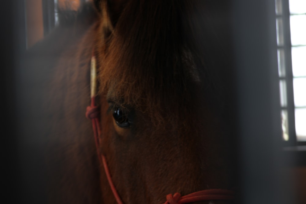 a close up of a horse behind a fence