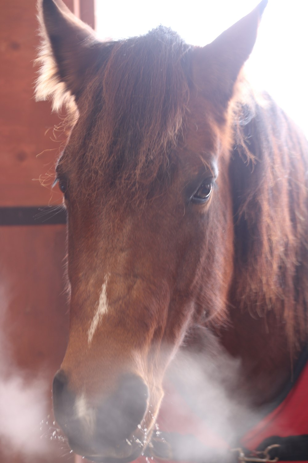 a brown horse standing next to a wooden wall