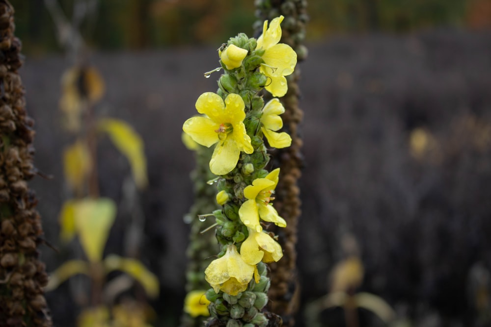 a close up of a plant with yellow flowers