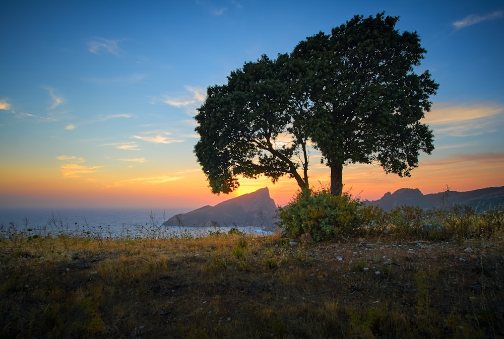 a tree on a hill with a sunset in the background