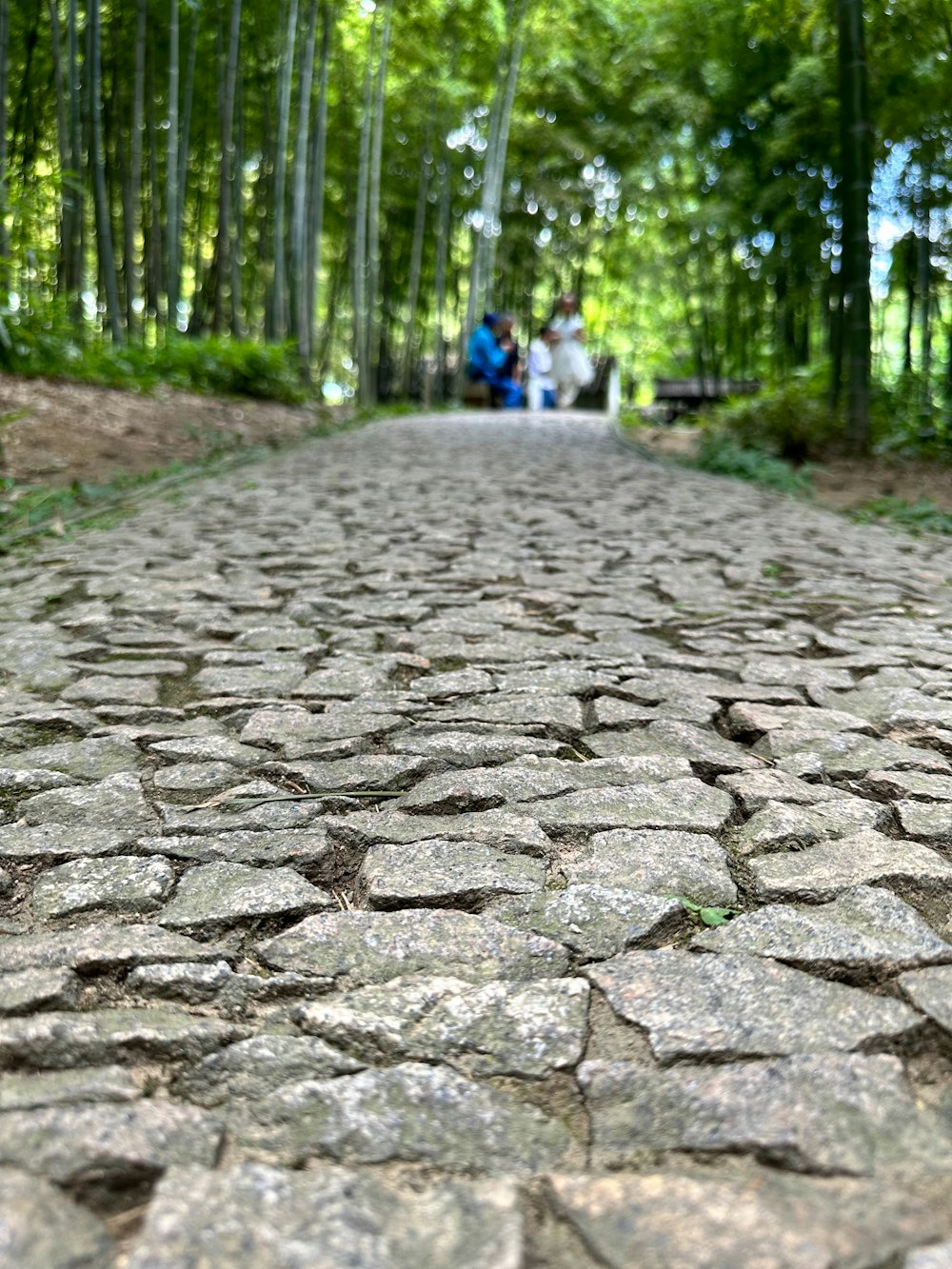 a stone road in the middle of a forest