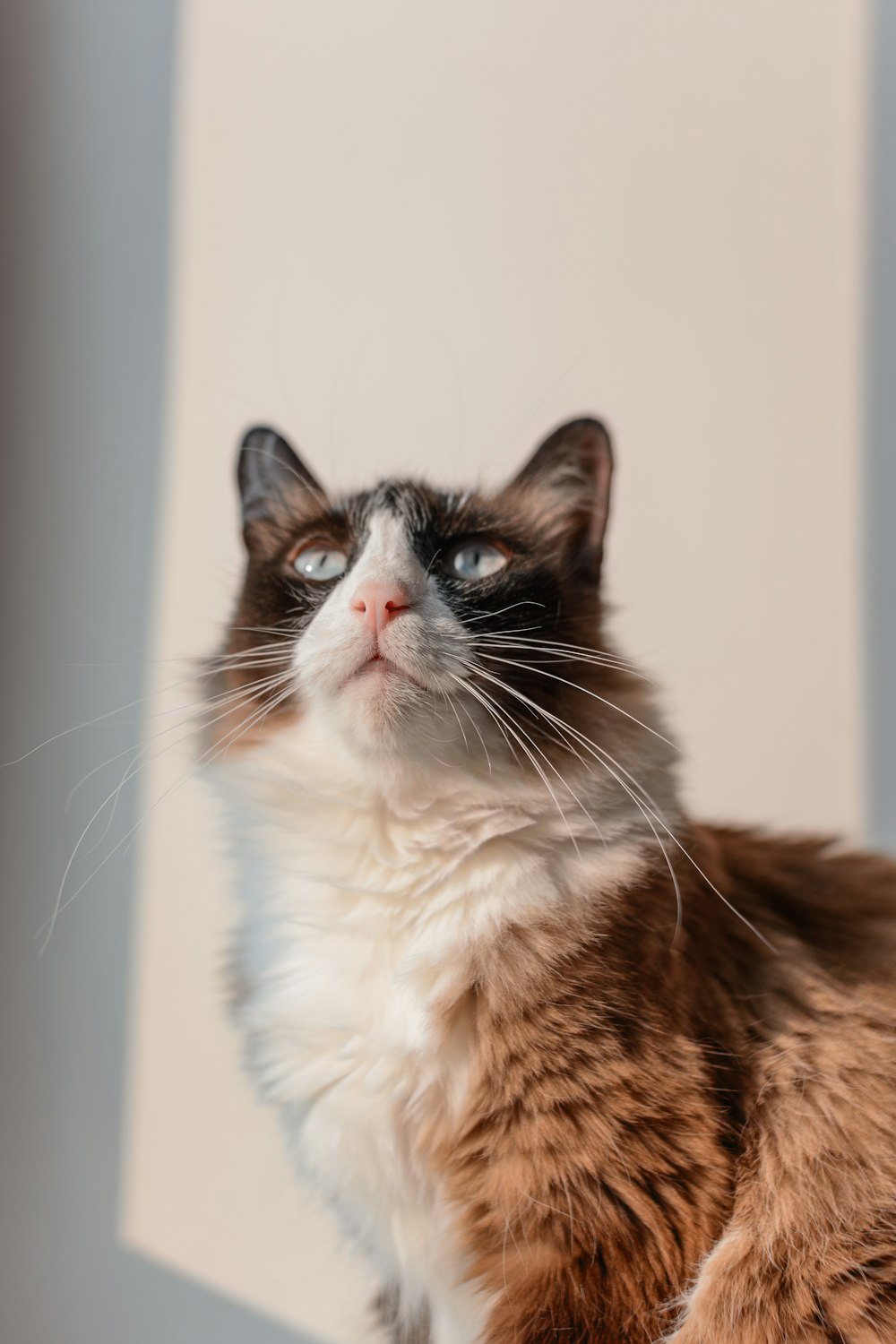 a close up of a cat near a window