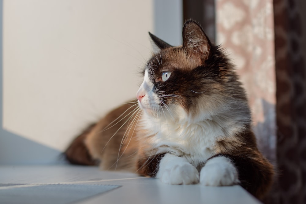 a brown and white cat sitting on top of a table