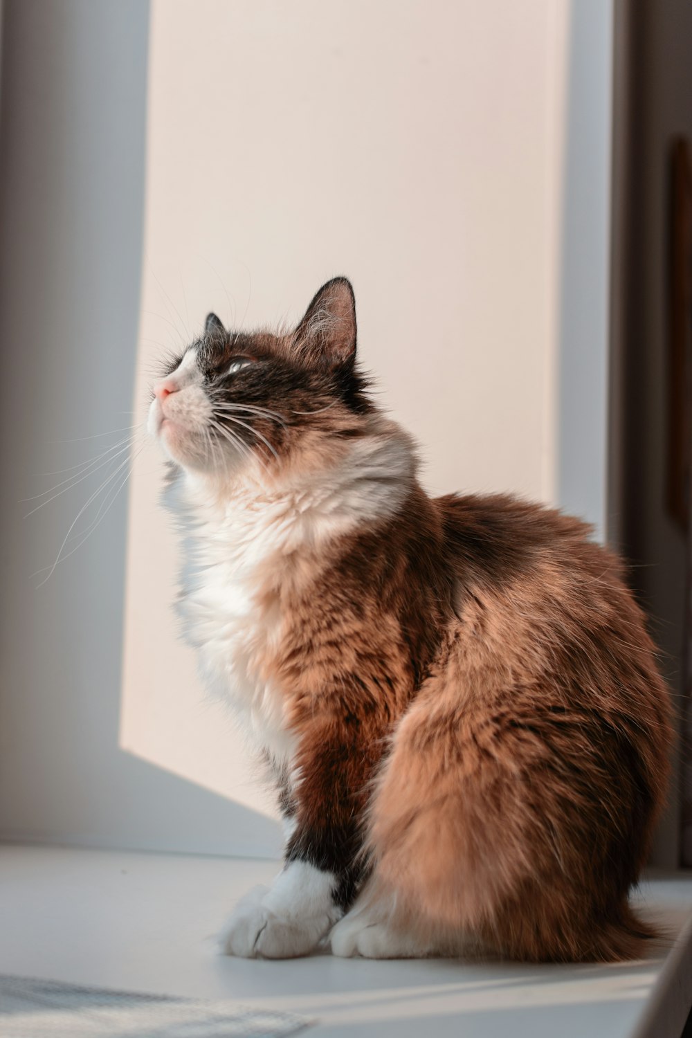 a cat sitting on a window sill looking out the window