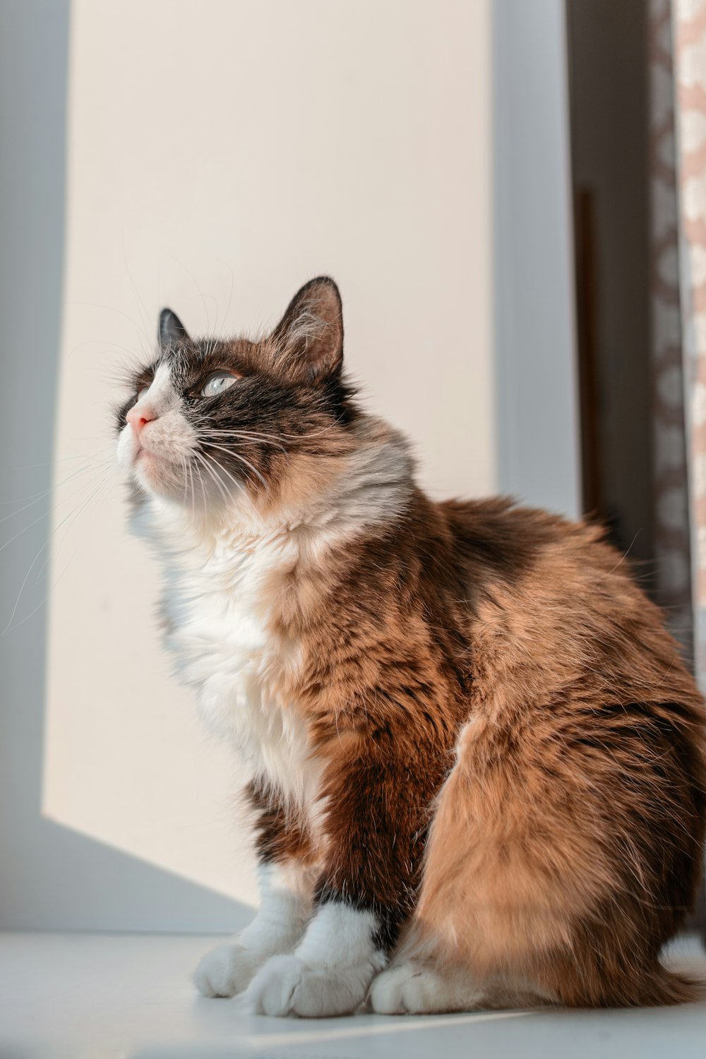 a brown and white cat sitting on a window sill