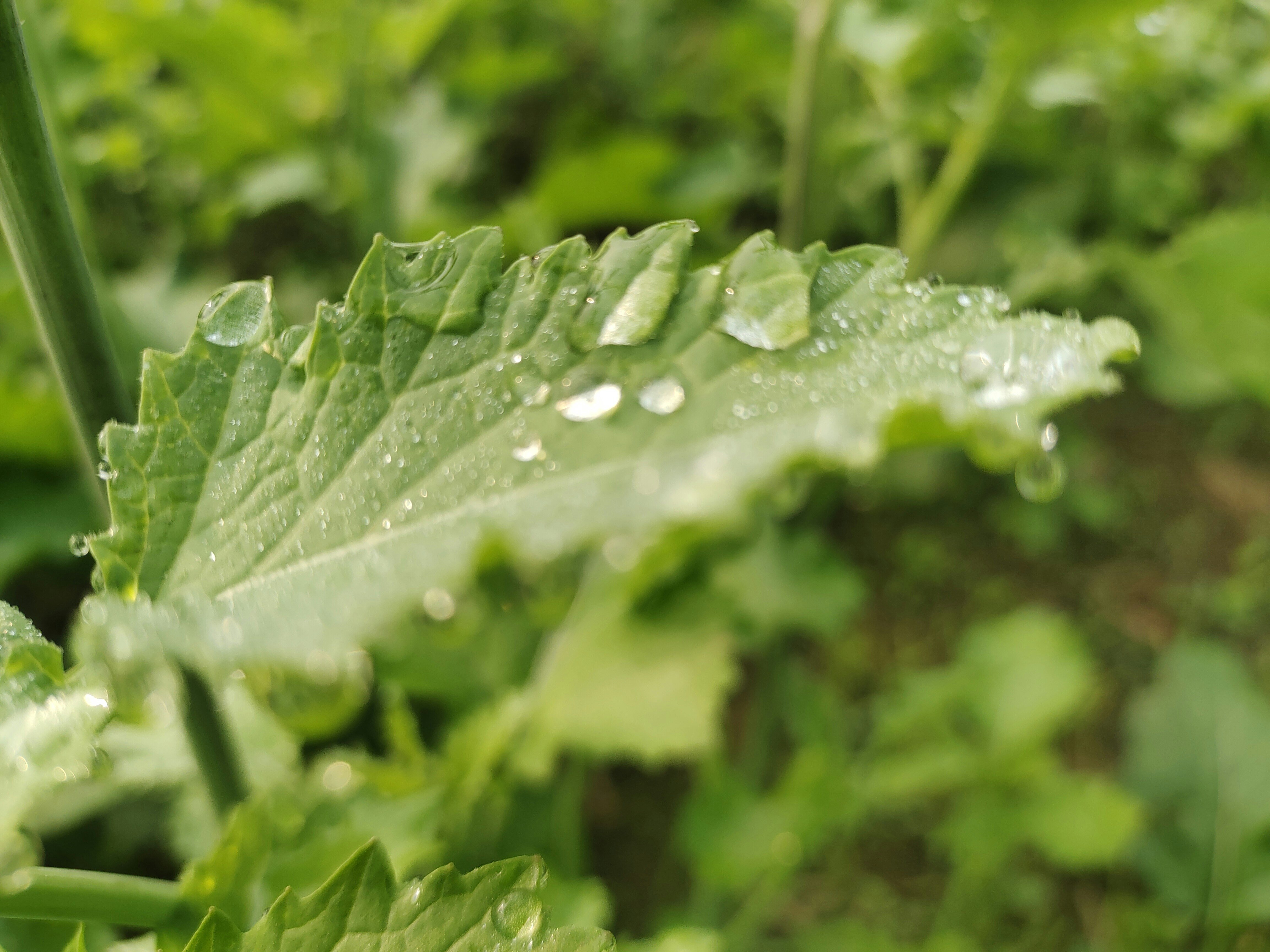 Photo by linkan_priya