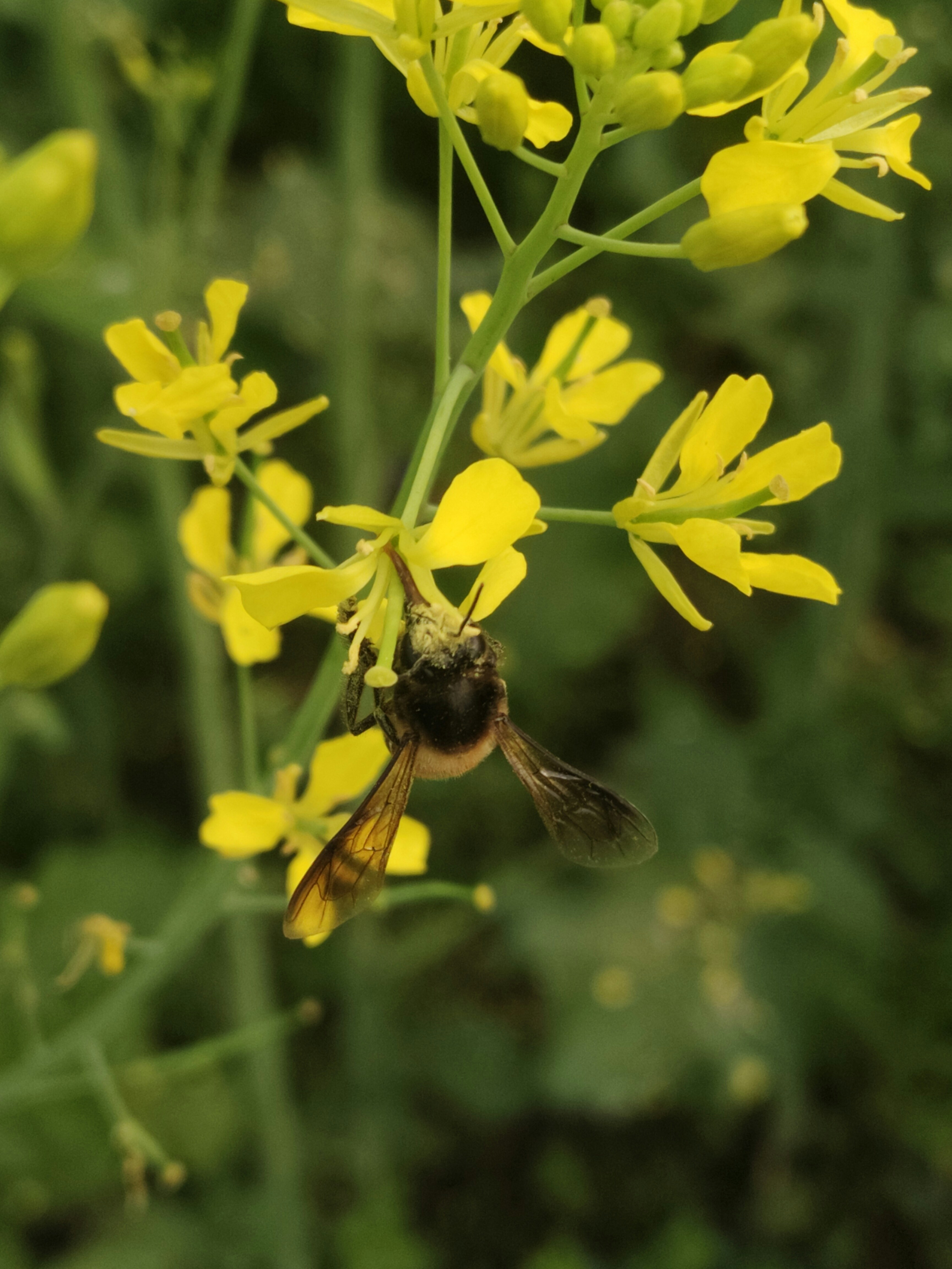 Nahaufnahme einer Biene auf einer gelben Blume
