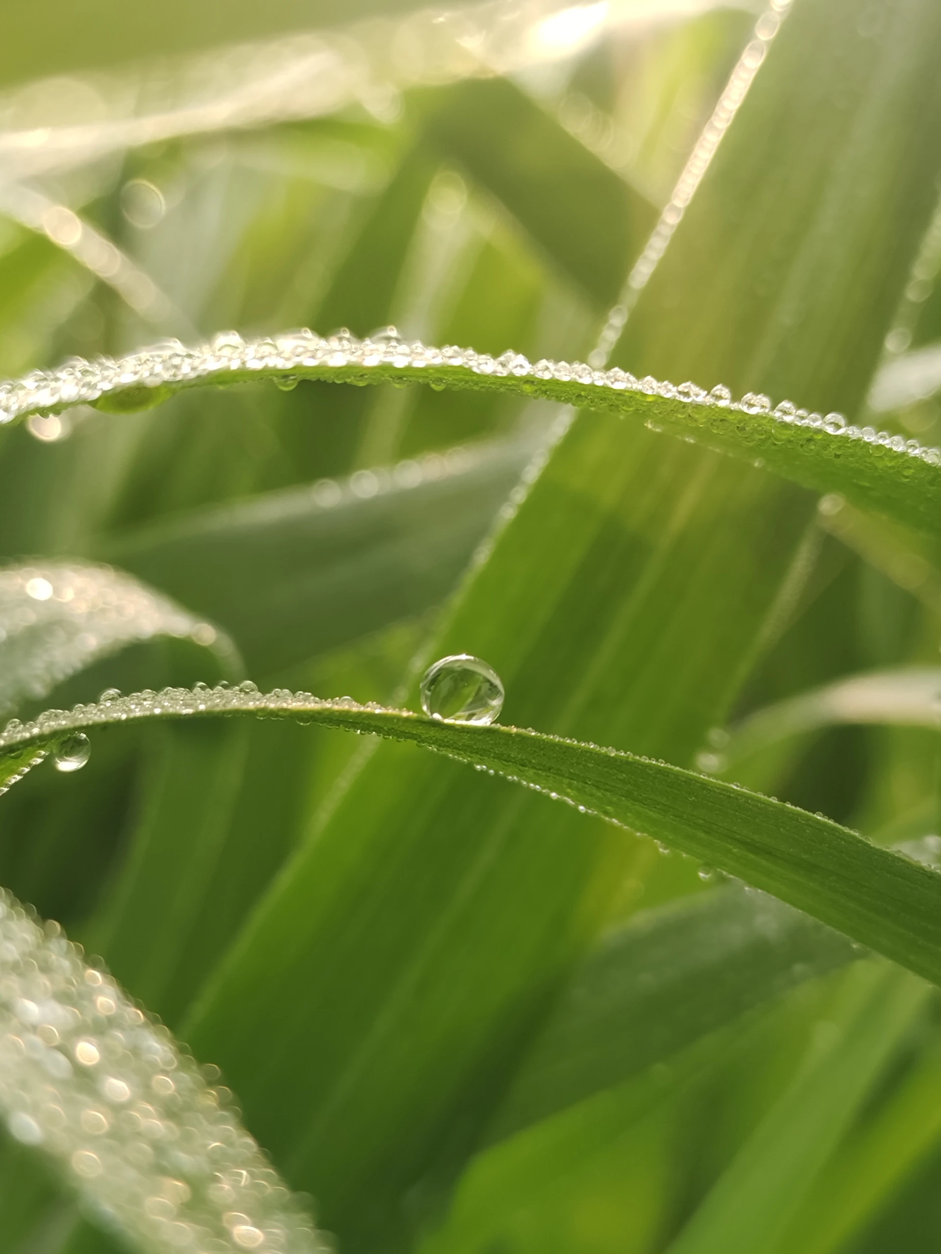 a close up of a grass with dew on it