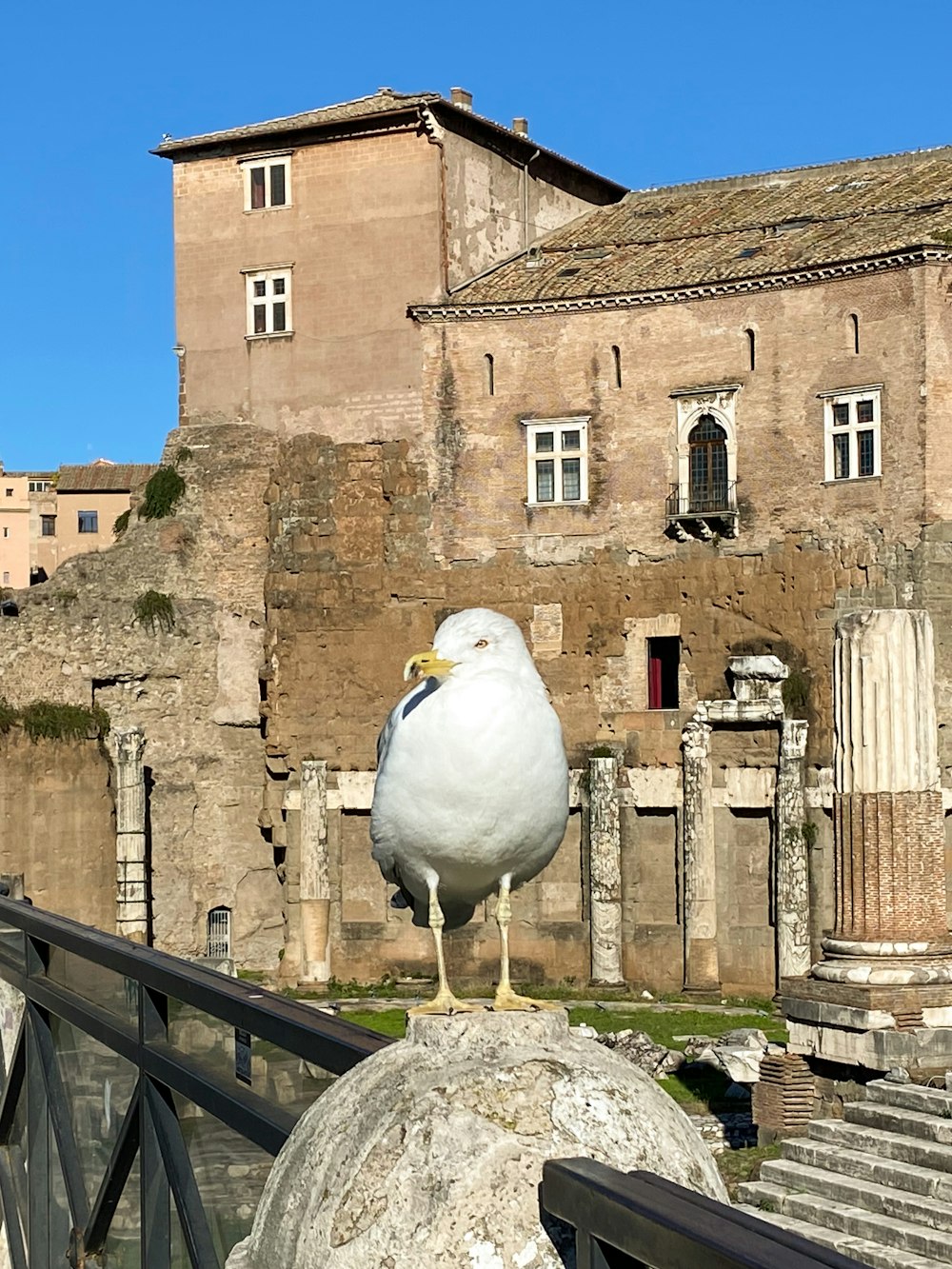 a seagull sitting on top of a rock in front of a building