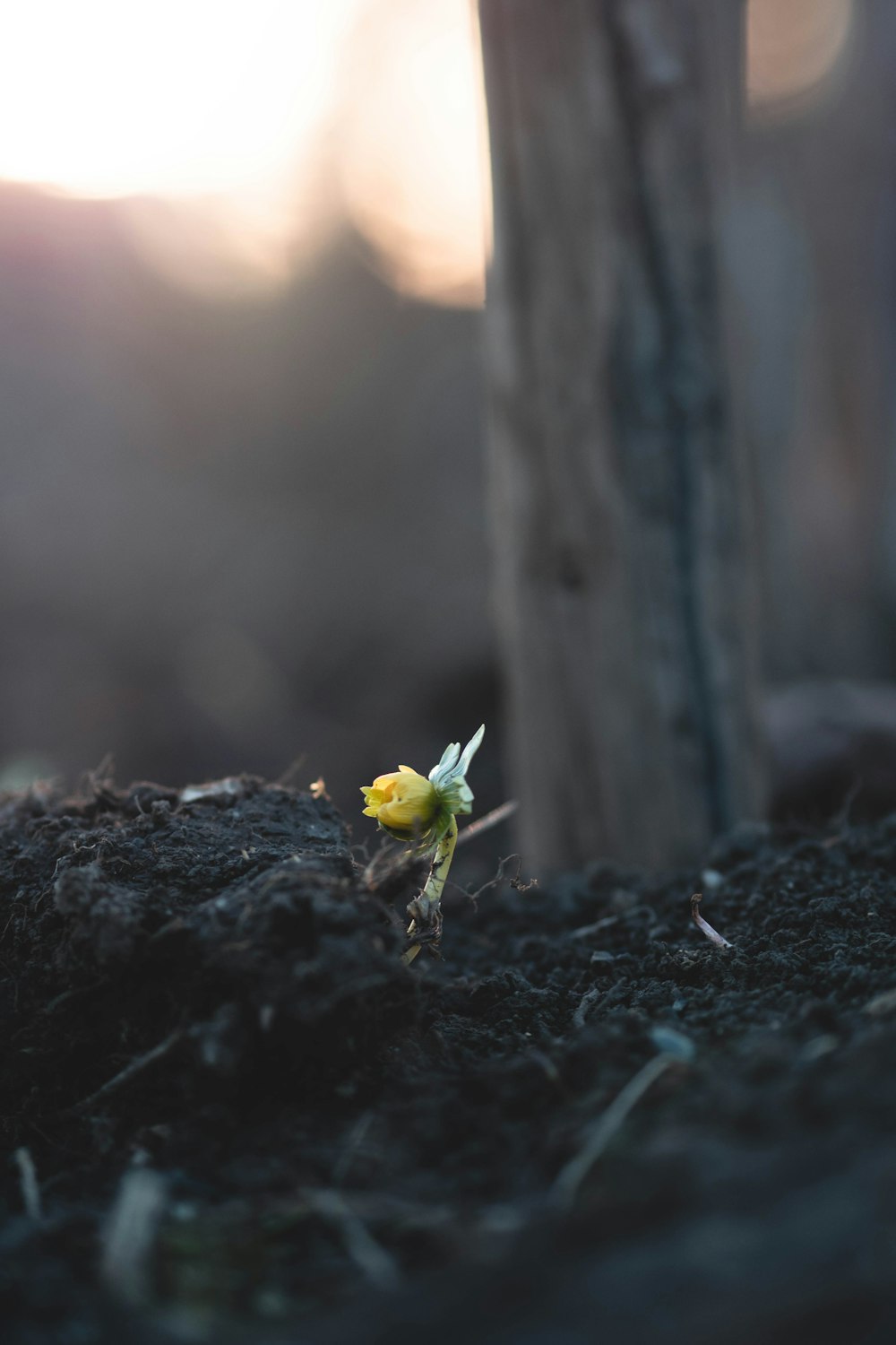 uma pequena flor amarela sentada em cima de uma pilha de terra