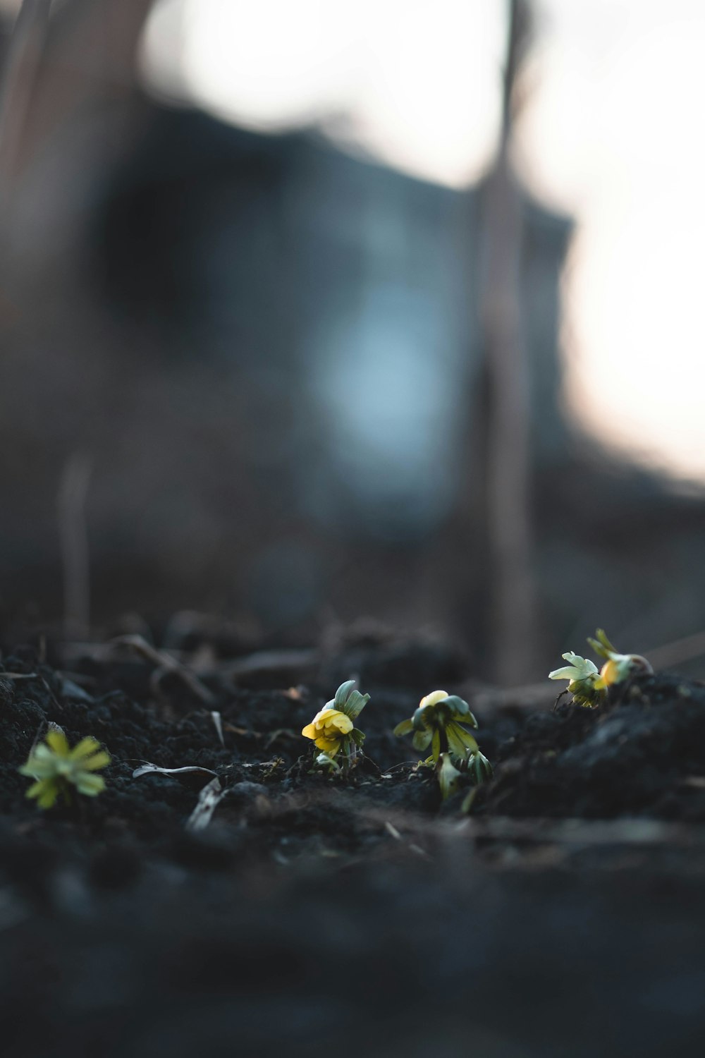 small plants sprouting out of the ground