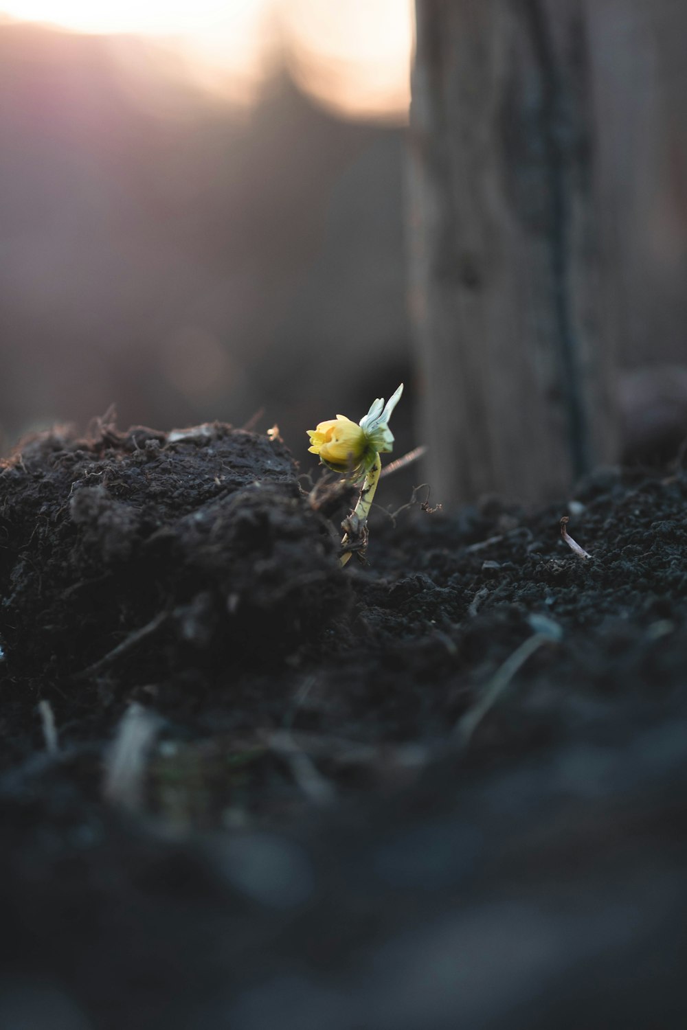 uma pequena flor amarela sentada em cima de uma pilha de terra