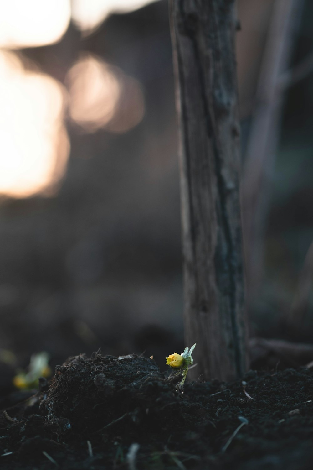 a small yellow flower sitting on the ground next to a tree