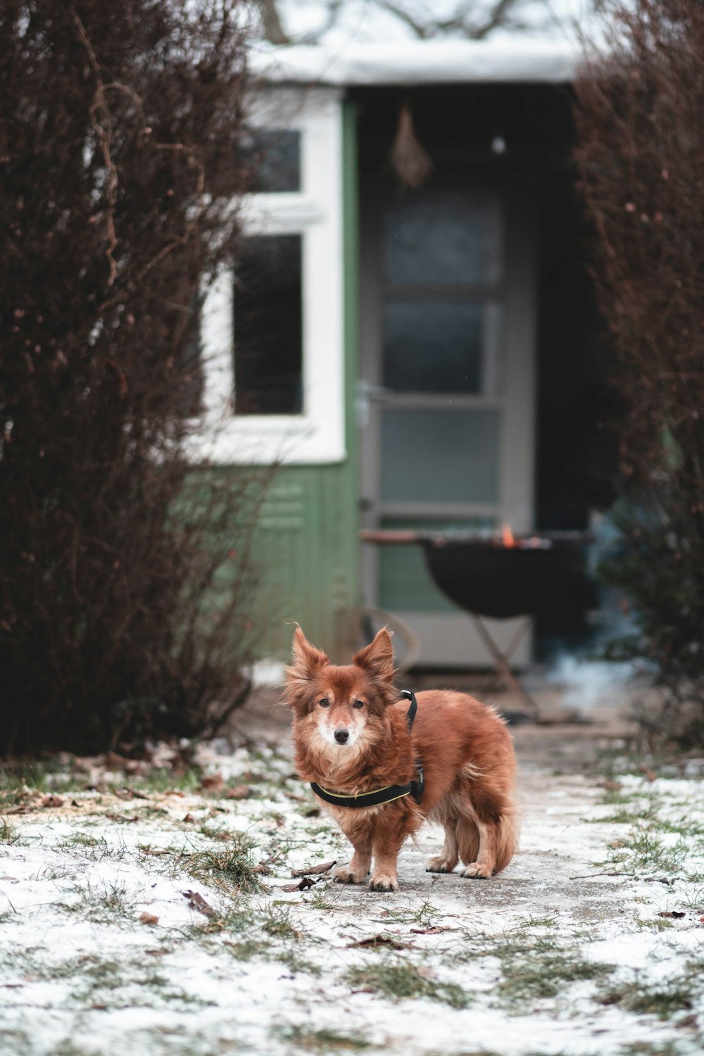 a small brown dog standing on top of a snow covered ground