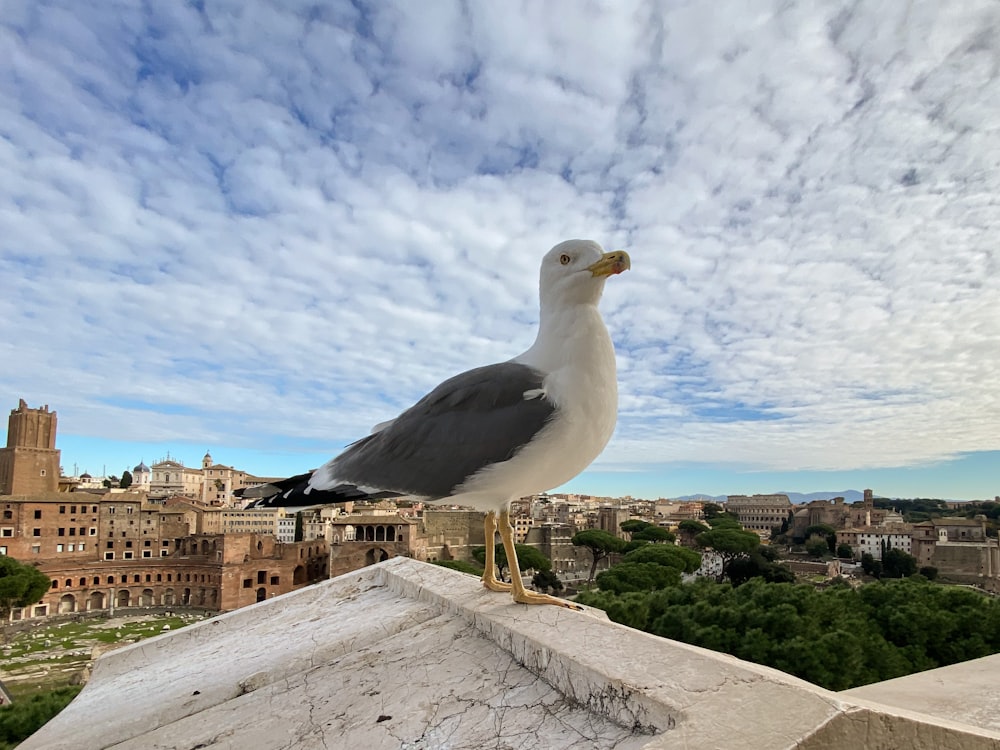 a seagull sitting on top of a cement structure