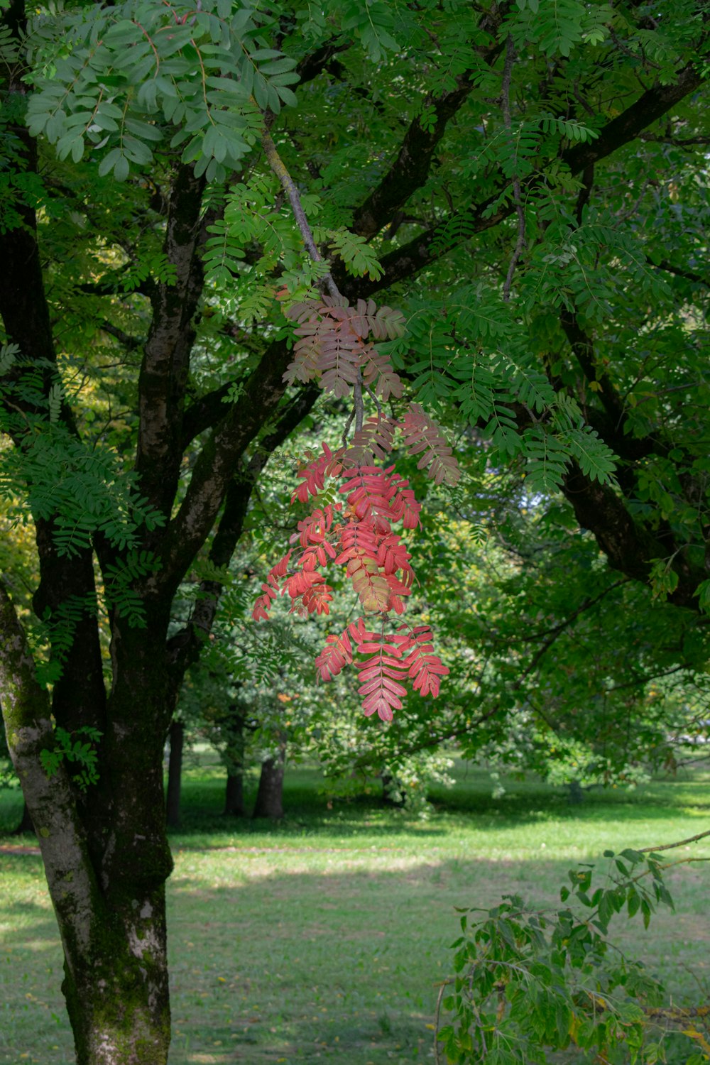 a bench under a tree in a park