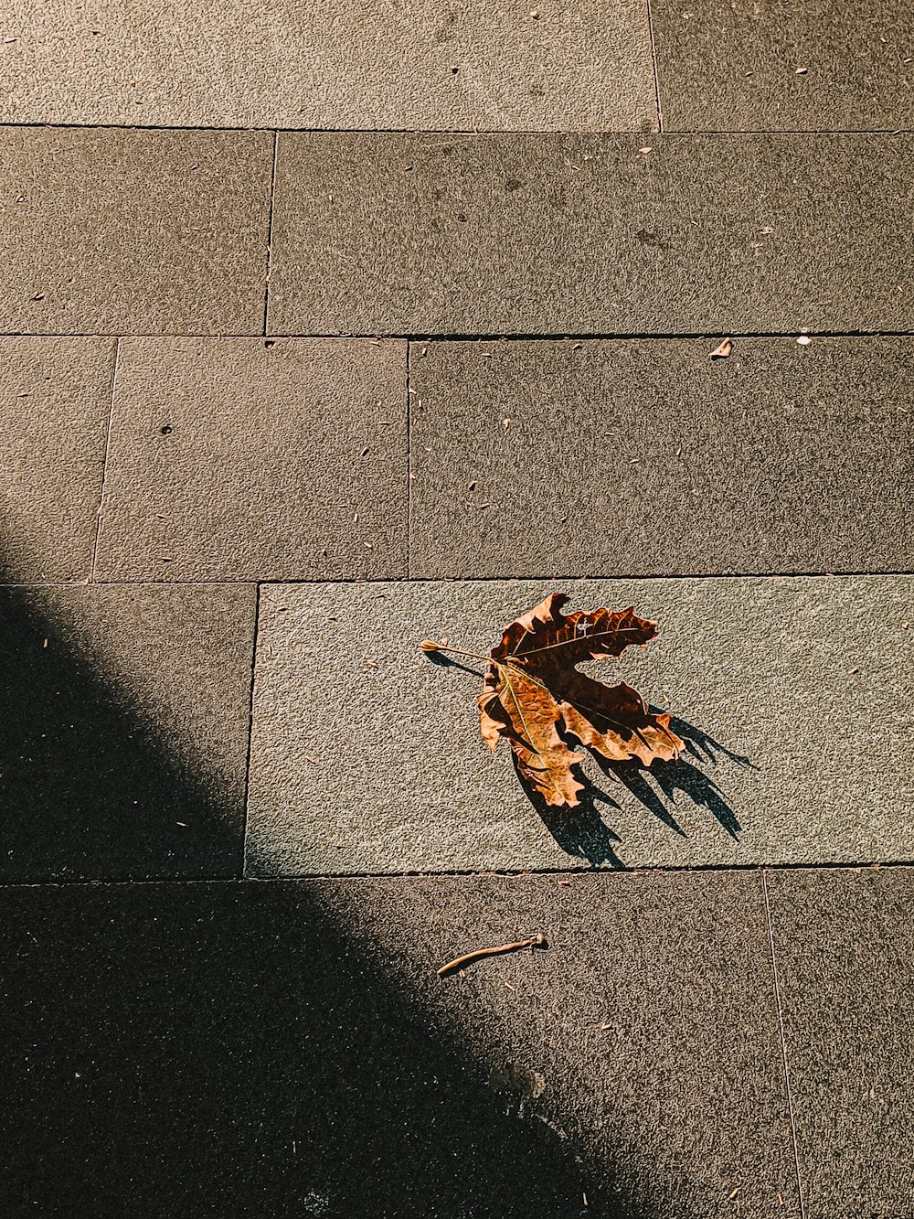 a leaf laying on the ground next to a fire hydrant