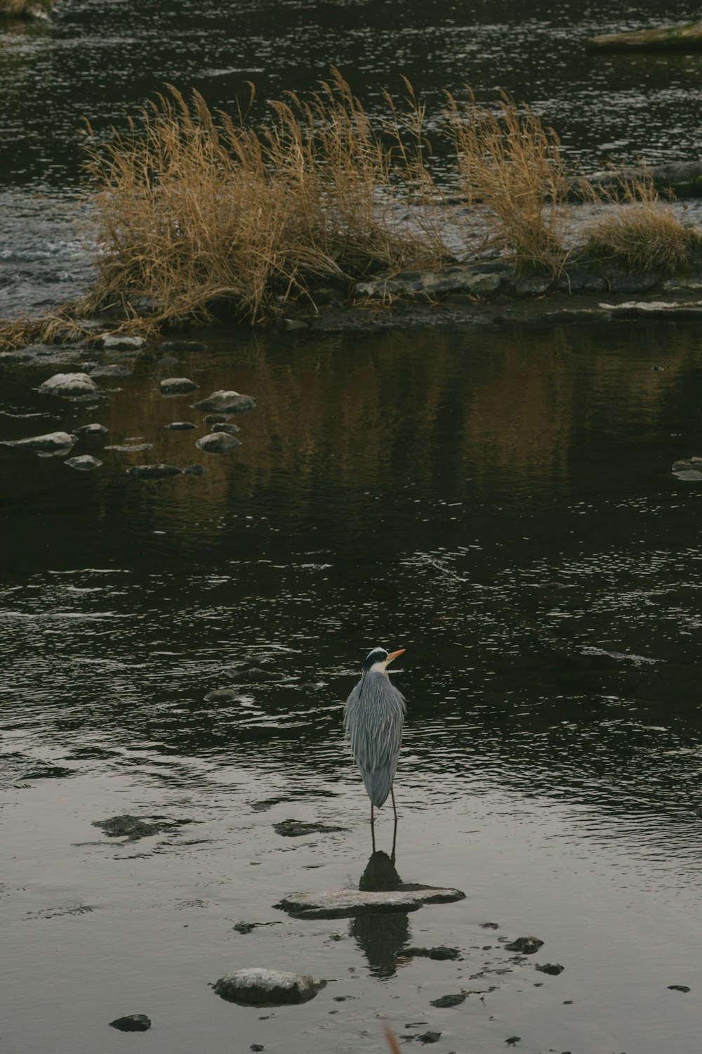 a bird is standing in the shallow water