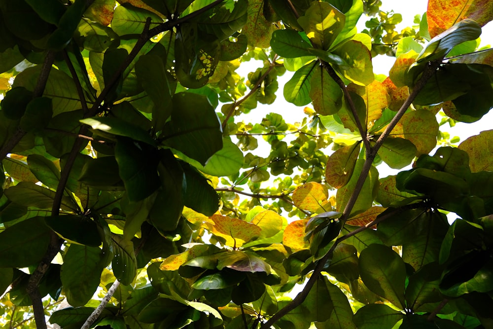 the leaves of a tree are green and yellow