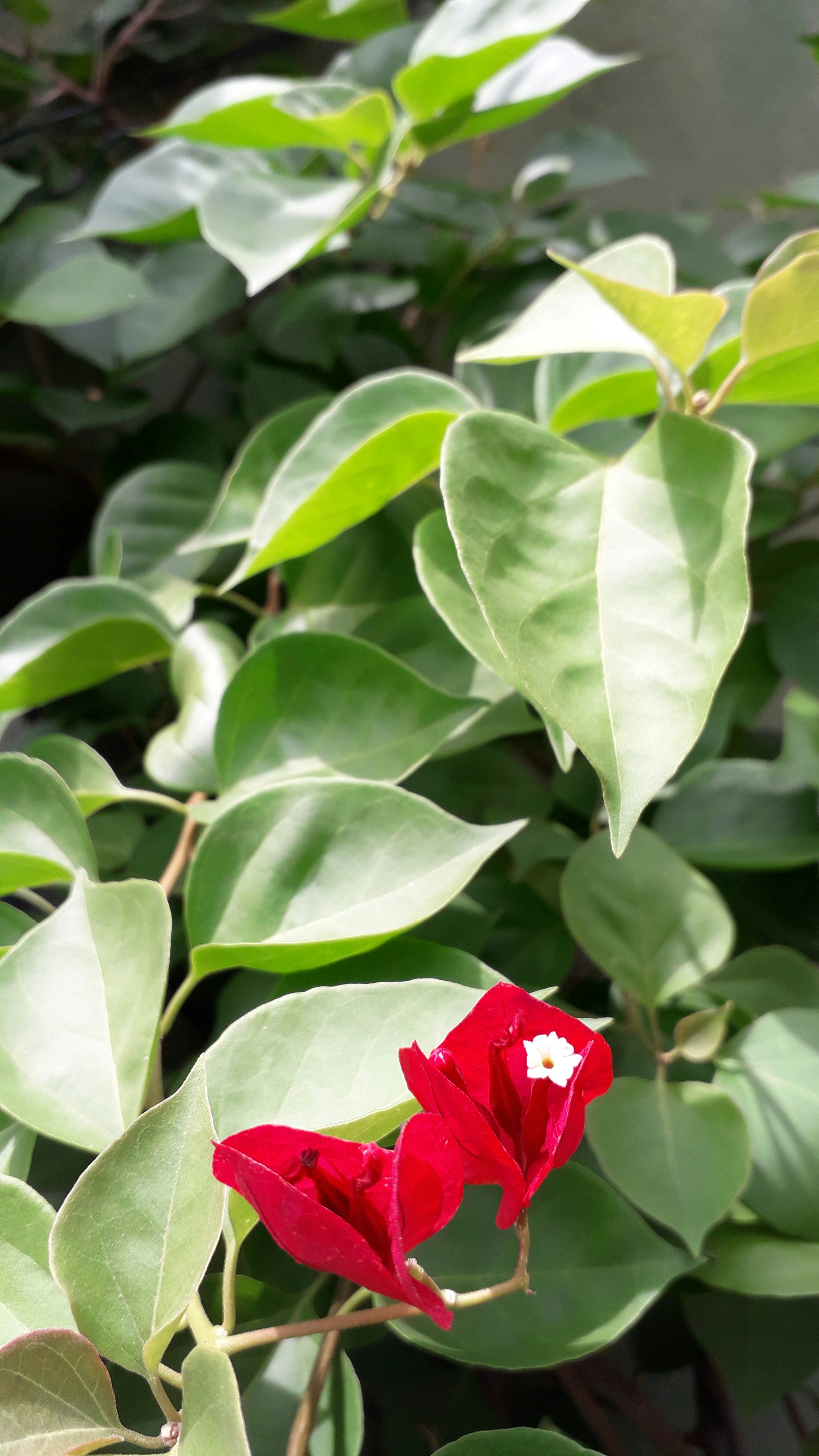 Photo by renatomunhozart