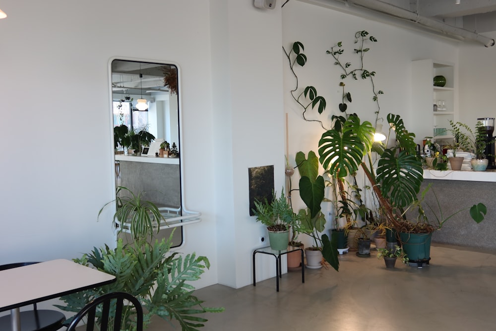 Una habitación llena de muchas plantas en macetas