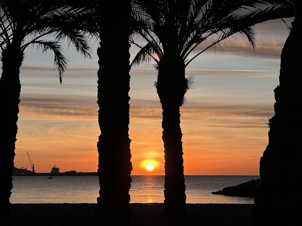 a couple of palm trees sitting next to the ocean