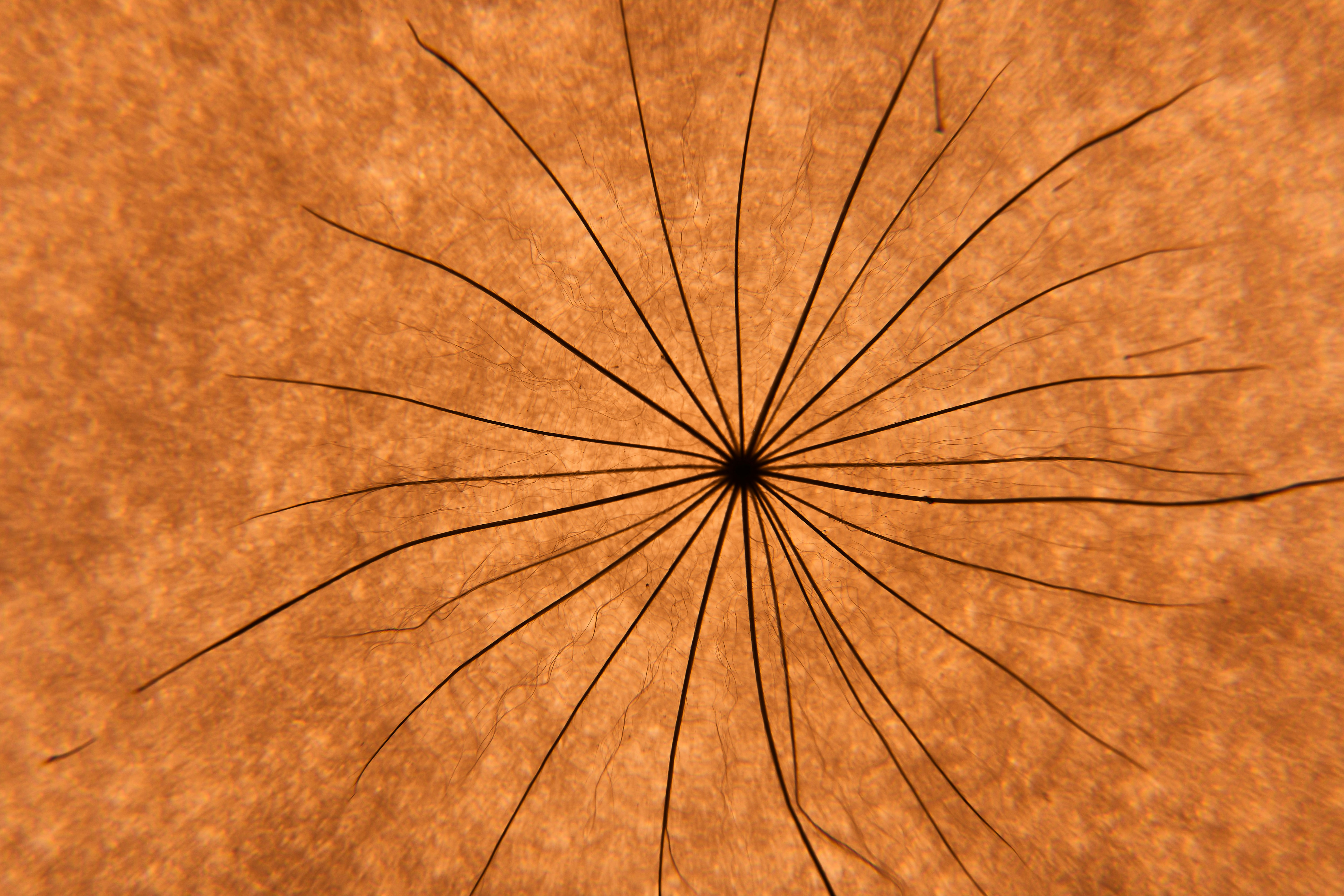 a close up view of a plant stem