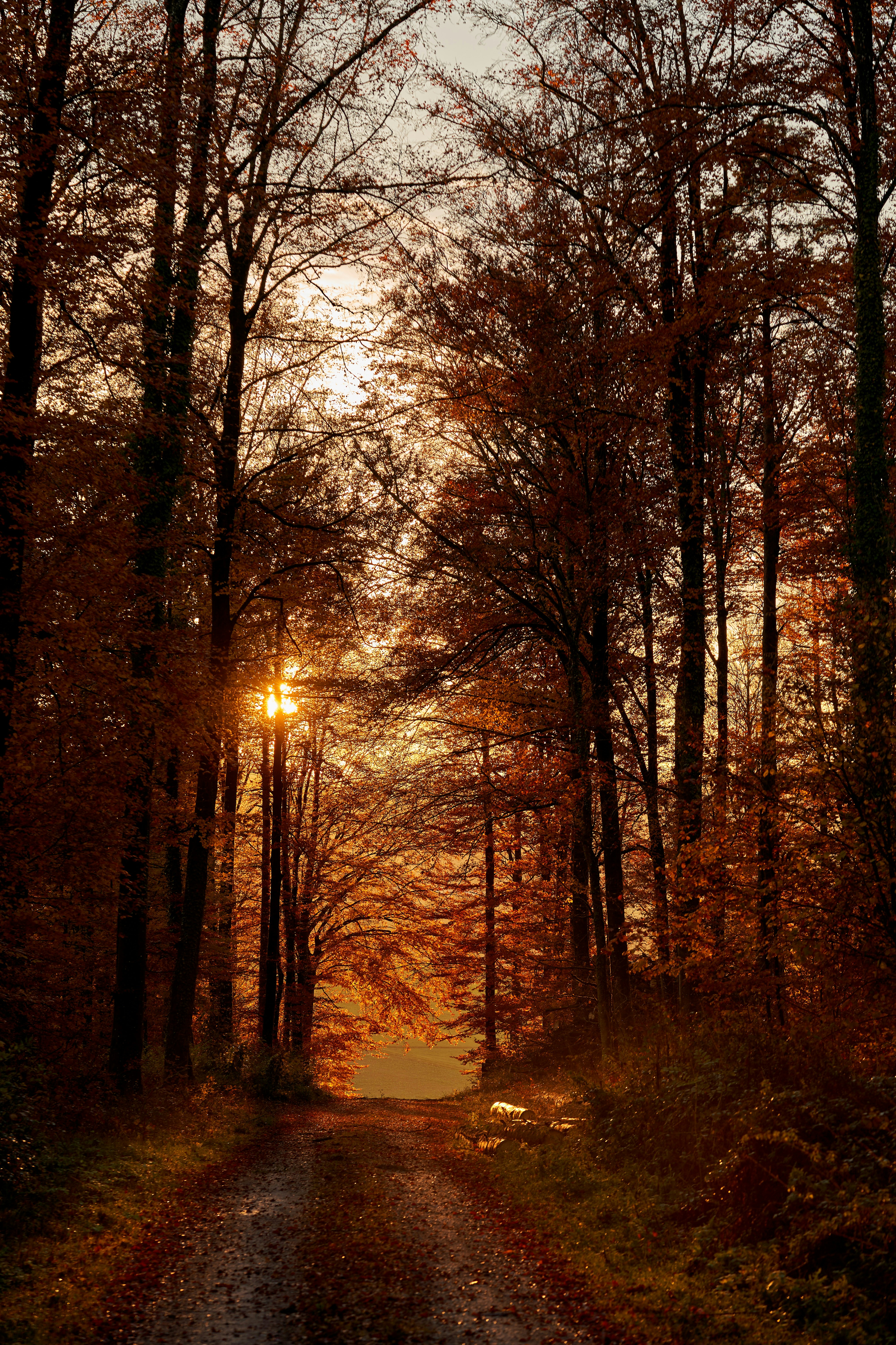 Photo by wolfgang_hasselmann