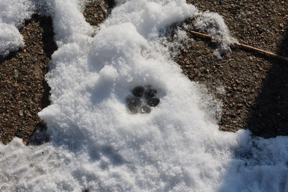 a paw prints in the snow on the ground