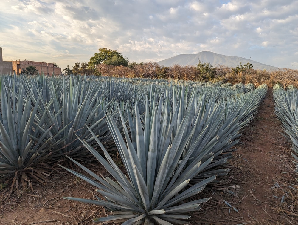 a field of blue agave plants with a mountain in the background