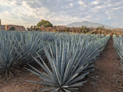 Agave / Century Plant