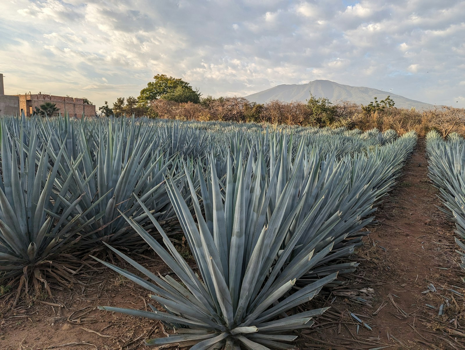 Rows of spiky blue agave plants stretching toward a volcano on the horizon under a soft morning sky