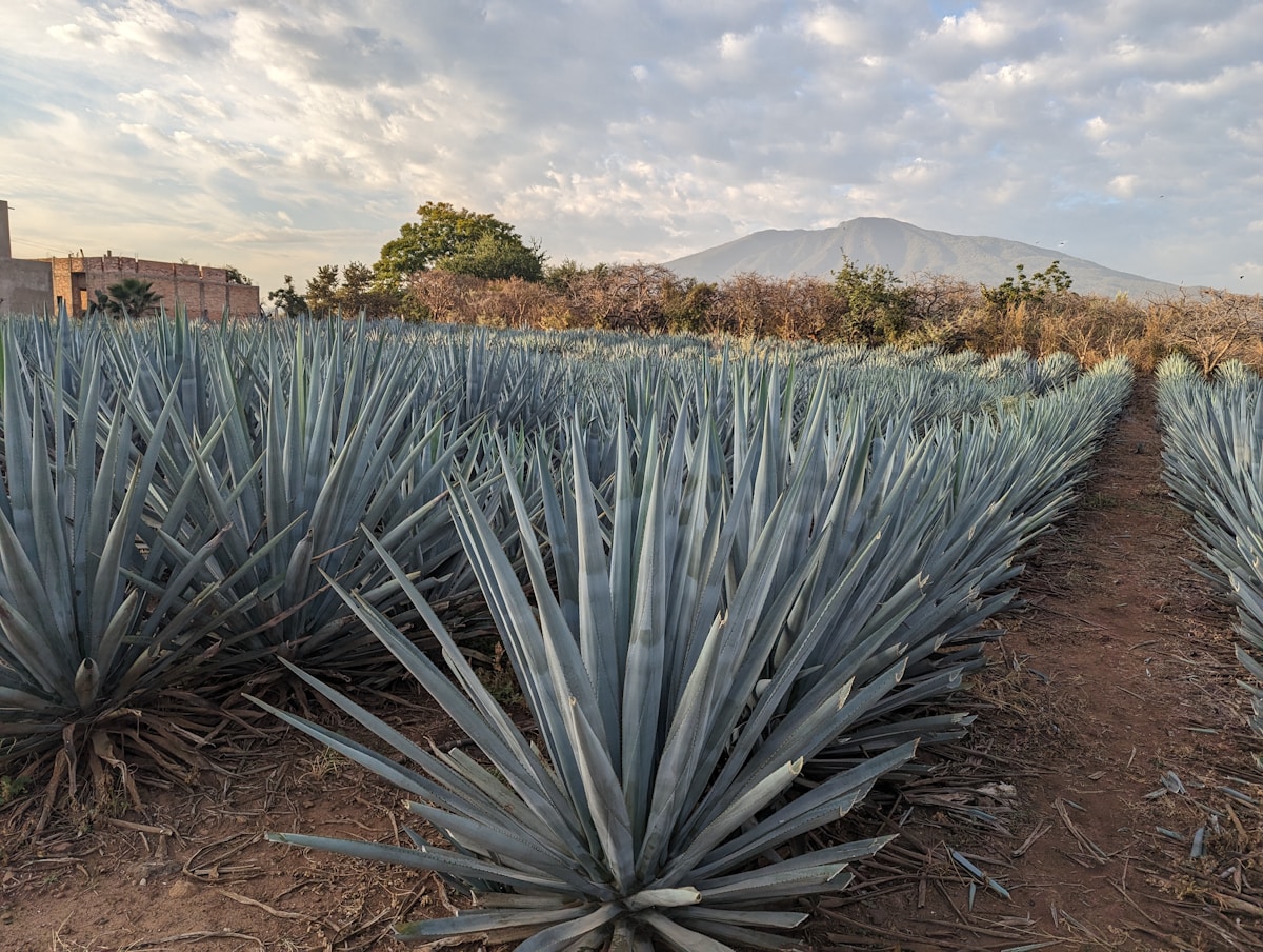 Rows of blue Weber agave stretching toward the horizon in the highlands near the town of Tequila, Jalisco, Mexico